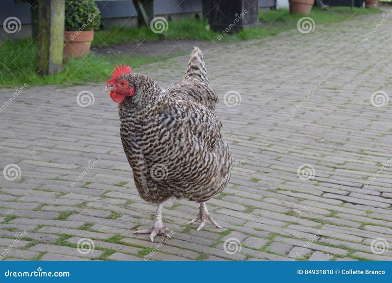 Learn about chicken road nederland